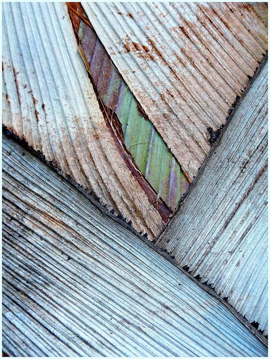 Gennarelli Joseph Natures Pattern Nature   Botanical   Class A 20260225